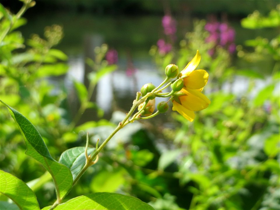 Gewöhnlicher Gilbweiderich (Lysimachia vulgaris) an der Saar am Bürgerpark Saarbrücken