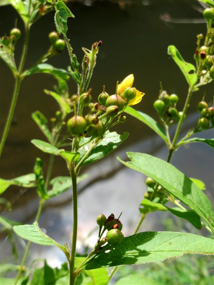 Gewöhnlicher Gilbweiderich (Lysimachia vulgaris) an der Saar am Bürgerpark Saarbrücken