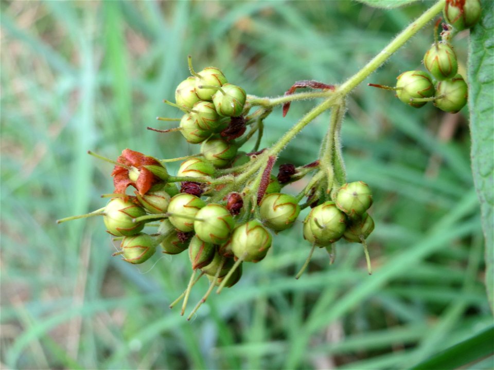 Gewöhnlicher Gilbweiderich (Lysimachia vulgaris) am Reilinger See