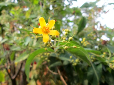 Gewöhnlicher Gilbweiderich (Lysimachia vulgaris) am Kraichbach in Hockenheim