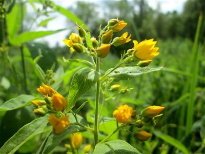 Gewöhnlicher Gilbweiderich (Lysimachia vulgaris) im Naturschutzgebiet „St. Arnualer Wiesen“