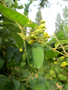 Gewöhnlicher Gilbweiderich (Lysimachia vulgaris) am Kraichbach in Hockenheim