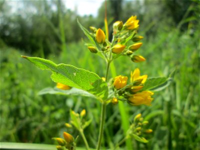 Gewöhnlicher Gilbweiderich (Lysimachia vulgaris) im Naturschutzgebiet „St. Arnualer Wiesen“
