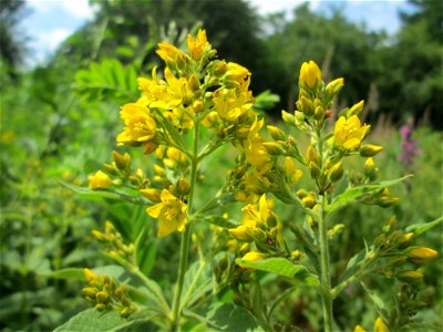 Gewöhnlicher Gilbweiderich (Lysimachia vulgaris) im Naturschutzgebiet „St. Arnualer Wiesen“