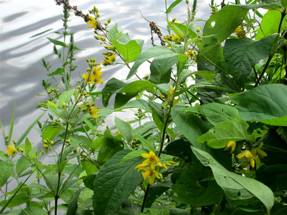 Gewöhnlicher Gilbweiderich (Lysimachia vulgaris) an der Saar im Naturschutzgebiet "St. Arnualer Wiesen"