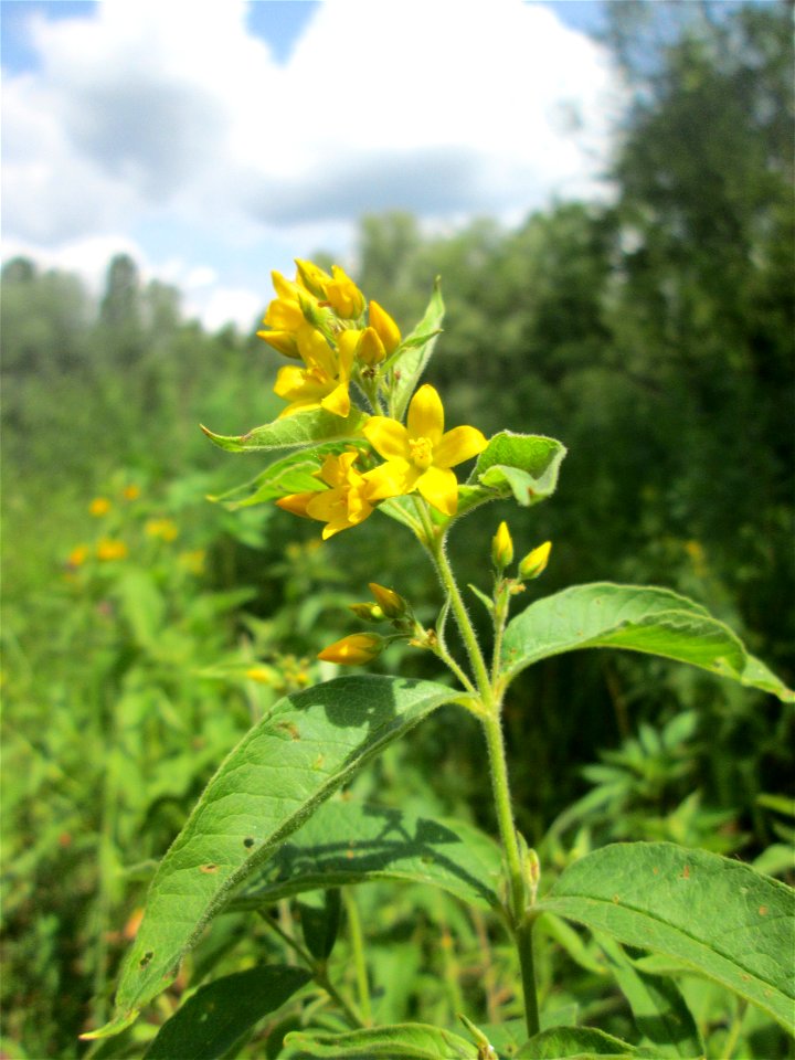 Gewöhnlicher Gilbweiderich (Lysimachia vulgaris) im Naturschutzgebiet „St. Arnualer Wiesen“