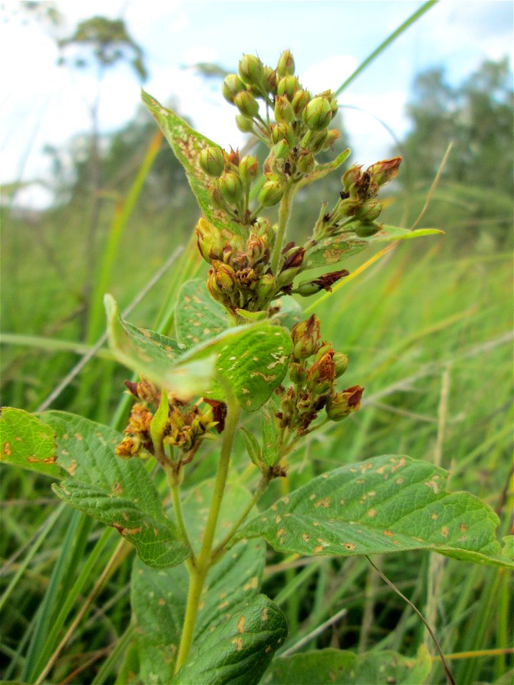 Gewöhnlicher Gilbweiderich (Lysimachia vulgaris) im Naturschutzgebiet Wusterhang und Beierwies bei Fechingen - an diesem sonst trockenen Standort befindet sich eine Stelle mit Staunässe