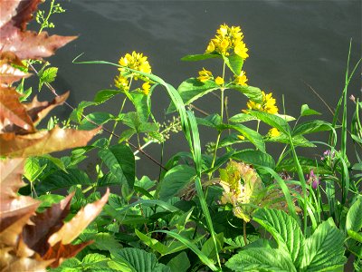 Gewöhnlicher Gilbweiderich (Lysimachia vulgaris) an der Saar in Saarbrücken
