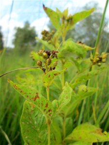 Gewöhnlicher Gilbweiderich (Lysimachia vulgaris) im Naturschutzgebiet Wusterhang und Beierwies bei Fechingen - an diesem sonst trockenen Standort befindet sich eine Stelle mit Staunässe