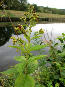 Gewöhnlicher Gilbweiderich (Lysimachia vulgaris) oberhalb der Schleuse N° 30 bei Grosbliederstroff