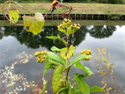 Gewöhnlicher Gilbweiderich (Lysimachia vulgaris) oberhalb der Schleuse N° 30 bei Grosbliederstroff