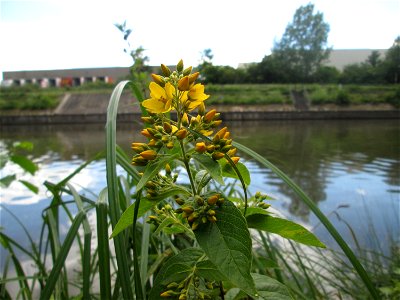 Gewöhnlicher Gilbweiderich (Lysimachia vulgaris) an der Saaraue Güdingen