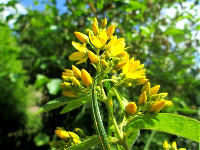 Gewöhnlicher Gilbweiderich (Lysimachia vulgaris) an der Saaraue Güdingen