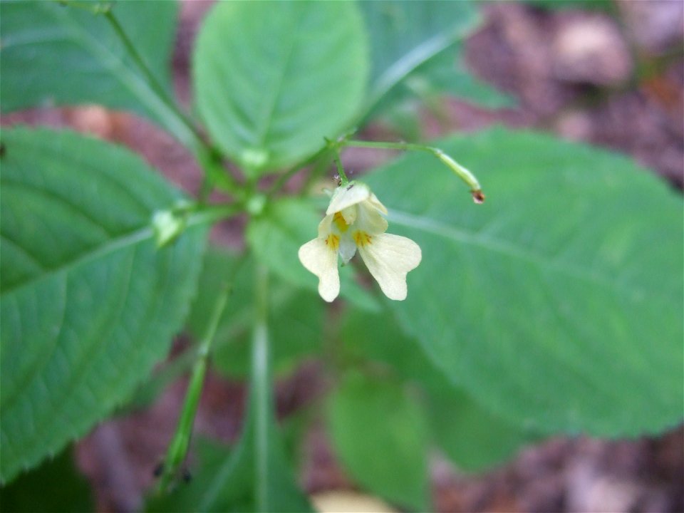 Impatiens parvifloraDeutsch:  Kleines Springkraut