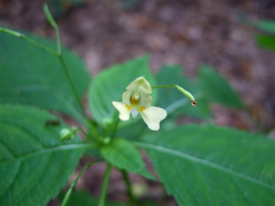 Impatiens parvifloraDeutsch:  Kleines Springkraut