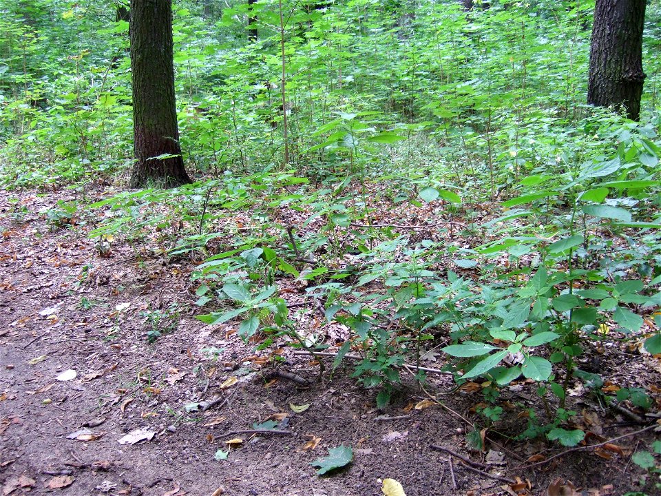 Impatiens parvifloraDeutsch:  Kleines Springkraut
