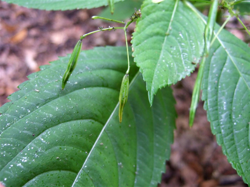 Impatiens parvifloraDeutsch:  Kleines Springkraut