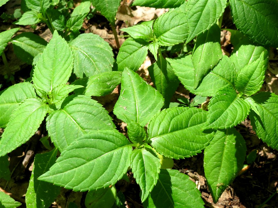 Kleines Springkraut (Impatiens parviflora) im Schwetzinger Hardt