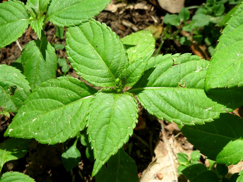 Kleines Springkraut (Impatiens parviflora) im Schwetzinger Hardt