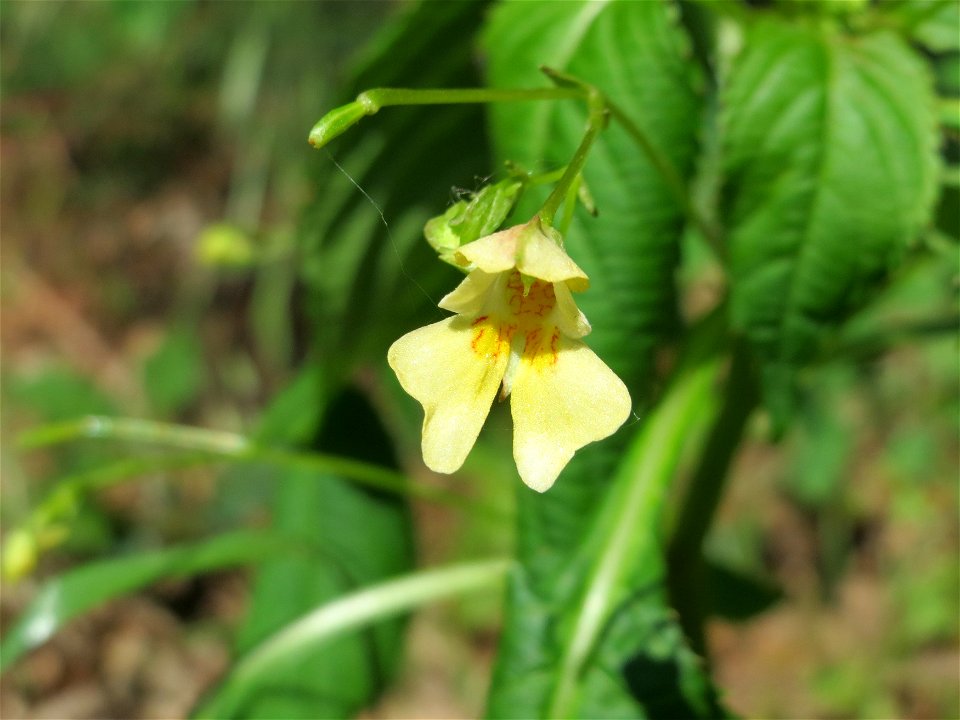 Kleines Springkraut (Impatiens parviflora) im Schwetzinger Hardt