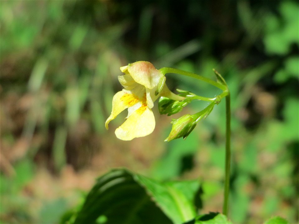 Kleines Springkraut (Impatiens parviflora) im Schwetzinger Hardt