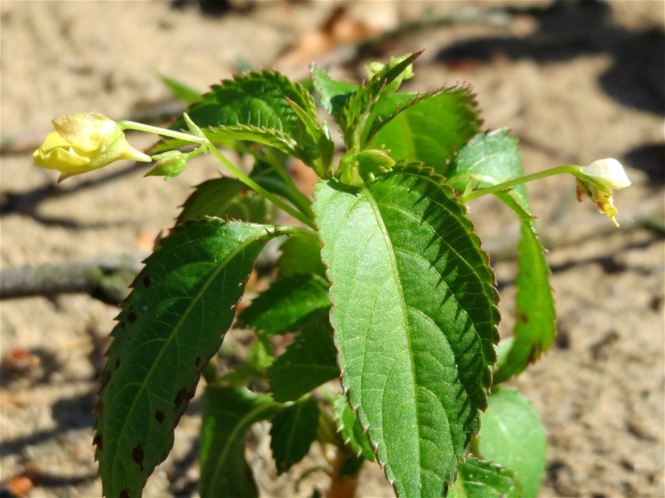 Kleines Springkraut (Impatiens parviflora) auf dem Saupferchbuckel im Schwetzinger Hardt