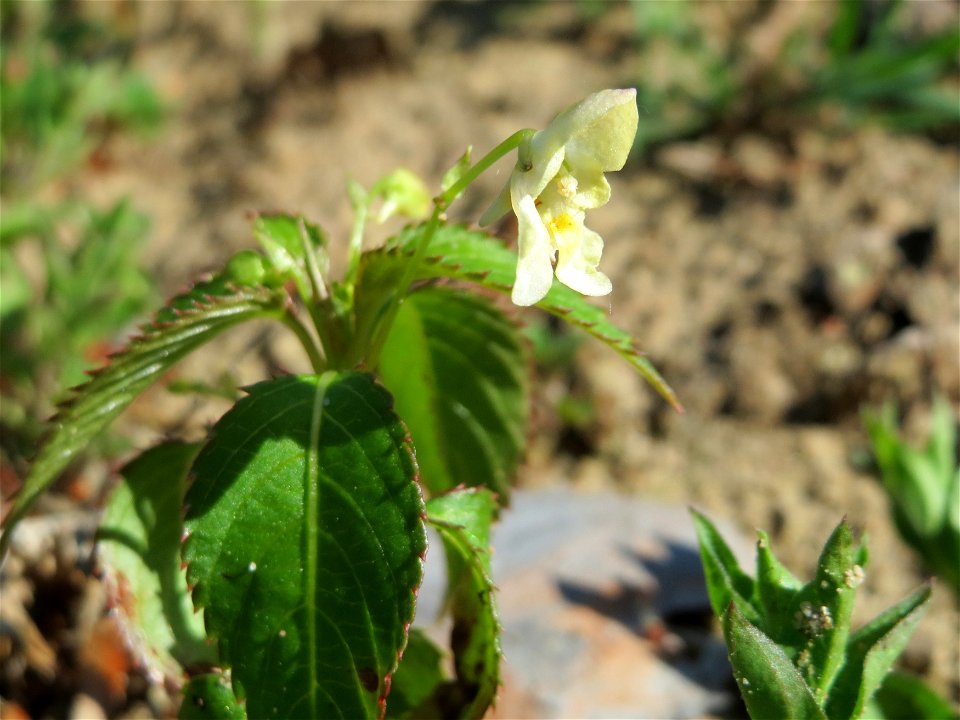 Kleines Springkraut (Impatiens parviflora) auf dem Saupferchbuckel im Schwetzinger Hardt