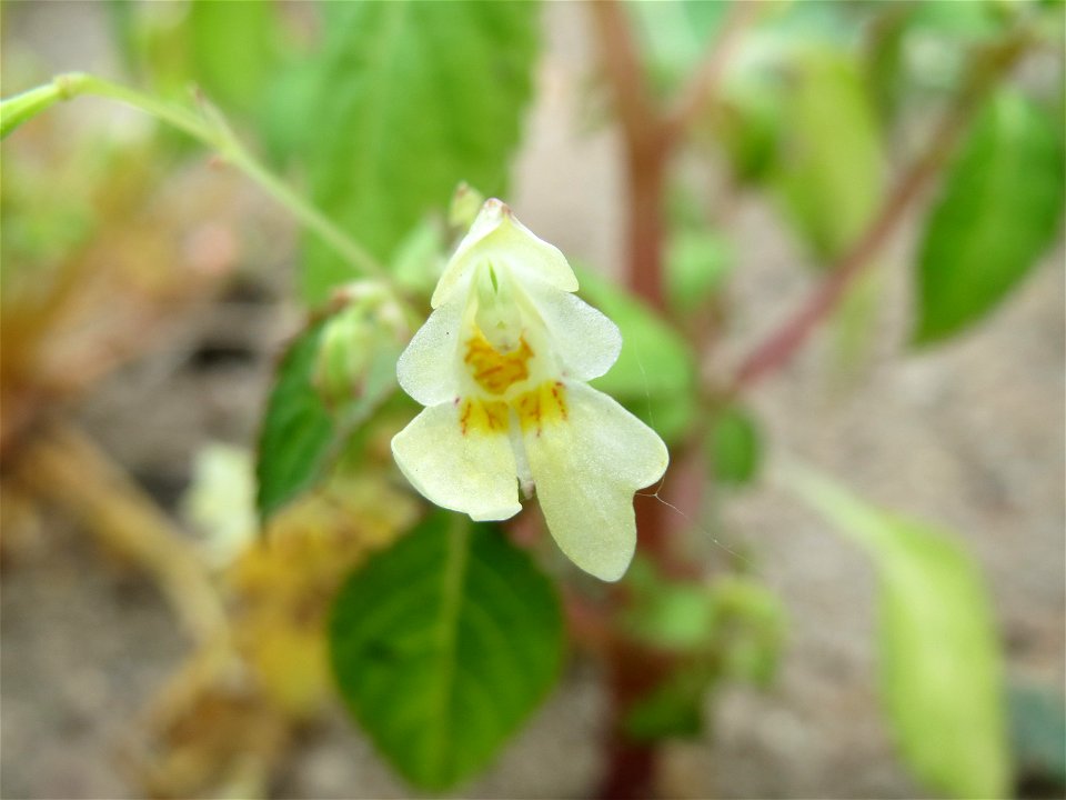 Kleines Springkraut (Impatiens parviflora) auf einem Schuttplatz bei Neulußheim (Gemarkung Altlußheim)