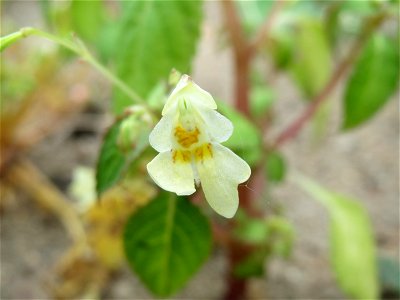 Kleines Springkraut (Impatiens parviflora) auf einem Schuttplatz bei Neulußheim (Gemarkung Altlußheim)