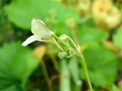 Kleines Springkraut (Impatiens parviflora) auf einem Schuttplatz bei Neulußheim (Gemarkung Altlußheim)