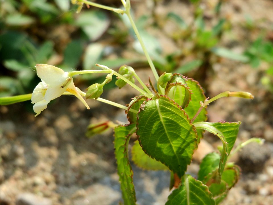 Kleines Springkraut (Impatiens parviflora) auf einem Schuttplatz bei Neulußheim (Gemarkung Altlußheim)