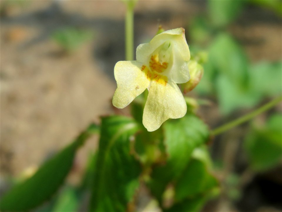 Kleines Springkraut (Impatiens parviflora) auf einem Schuttplatz bei Neulußheim (Gemarkung Altlußheim)