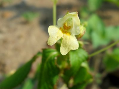 Kleines Springkraut (Impatiens parviflora) auf einem Schuttplatz bei Neulußheim (Gemarkung Altlußheim)