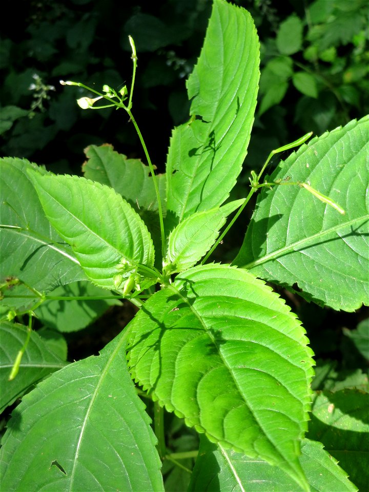 Kleines Springkraut (Impatiens parviflora) beim Wildpark Saarbrücken (St. Johanner Stadtwald)