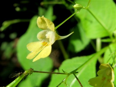 Kleines Springkraut (Impatiens parviflora) beim Wildpark Saarbrücken (St. Johanner Stadtwald)