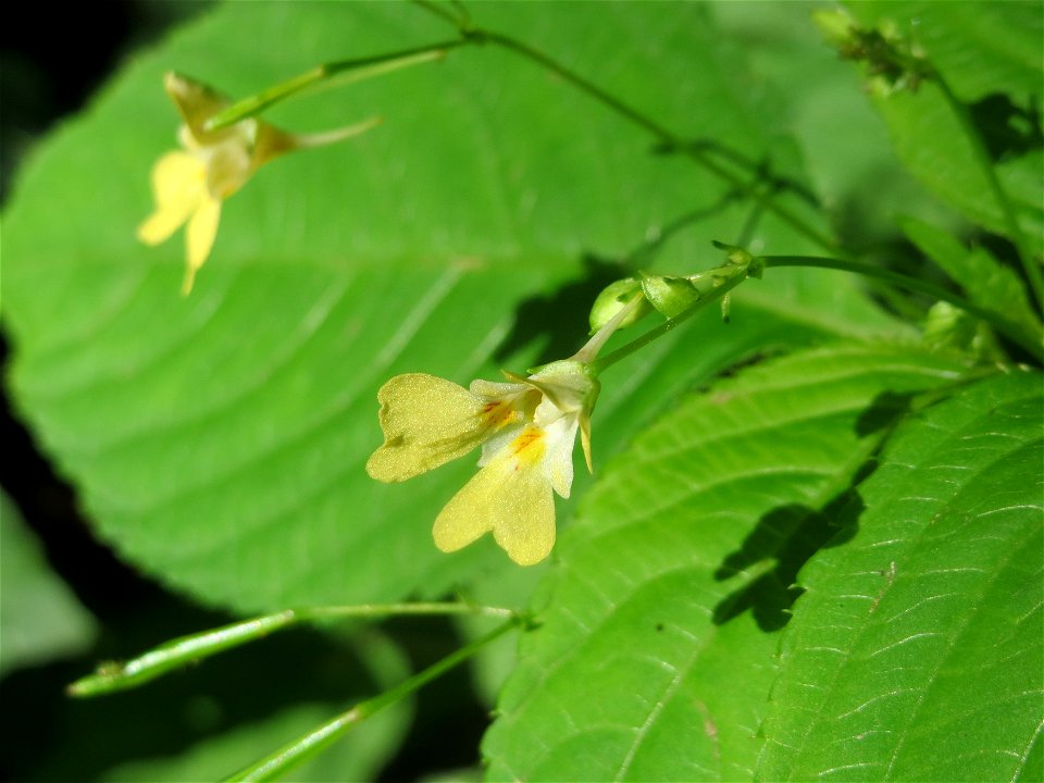 Kleines Springkraut (Impatiens parviflora) beim Wildpark Saarbrücken (St. Johanner Stadtwald)