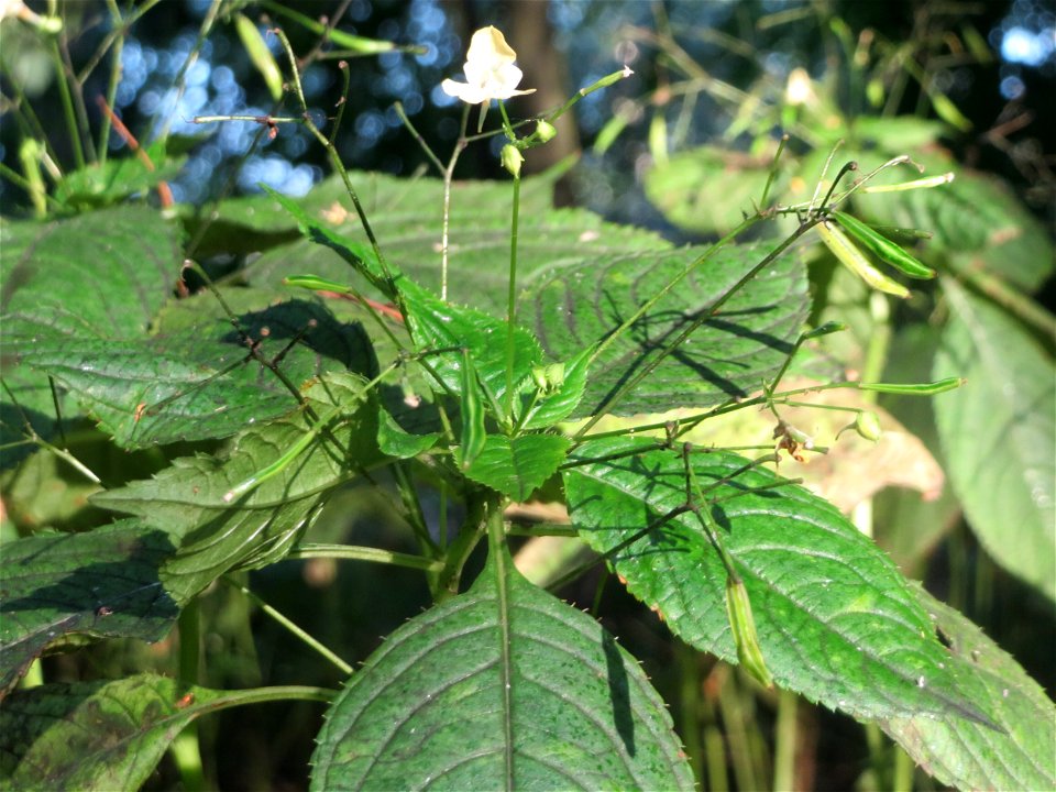 Kleines Springkraut (Impatiens parviflora) im Schwetzinger Hardt