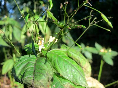 Kleines Springkraut (Impatiens parviflora) im Schwetzinger Hardt