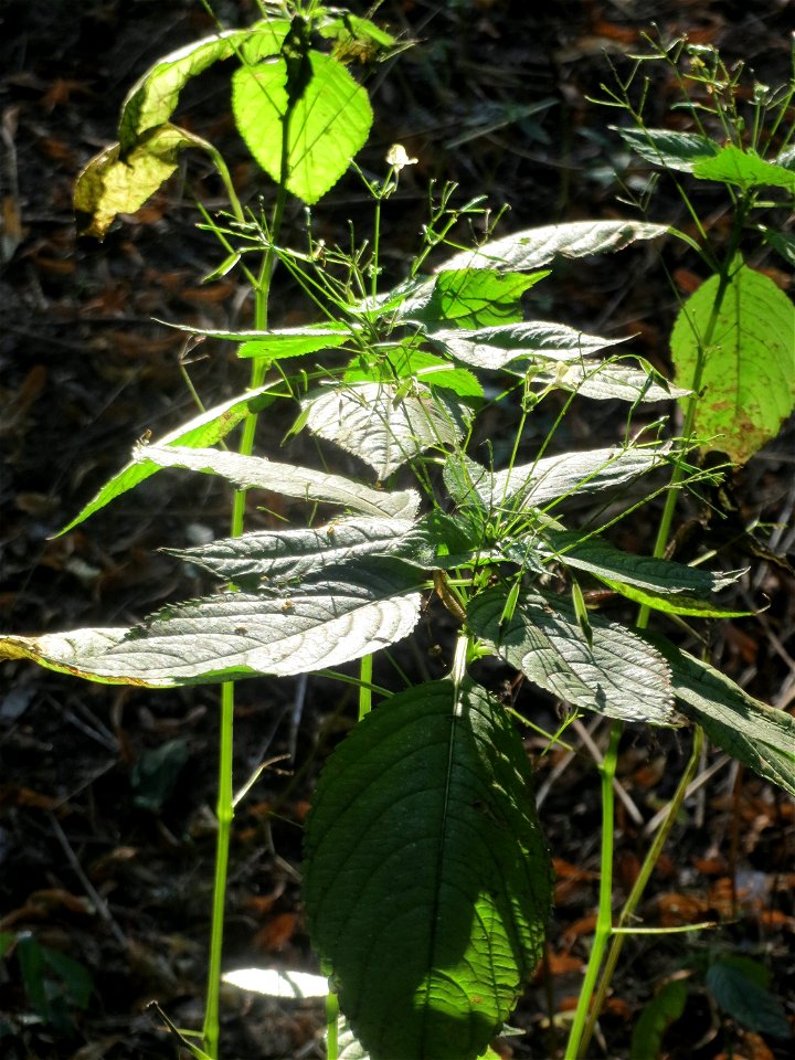 Kleines Springkraut (Impatiens parviflora) im Schwetzinger Hardt