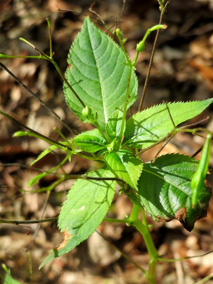 Kleines Springkraut (Impatiens parviflora) - invasiv im Schwetzinger Hardt