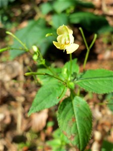 Kleines Springkraut (Impatiens parviflora) - invasiv im Schwetzinger Hardt