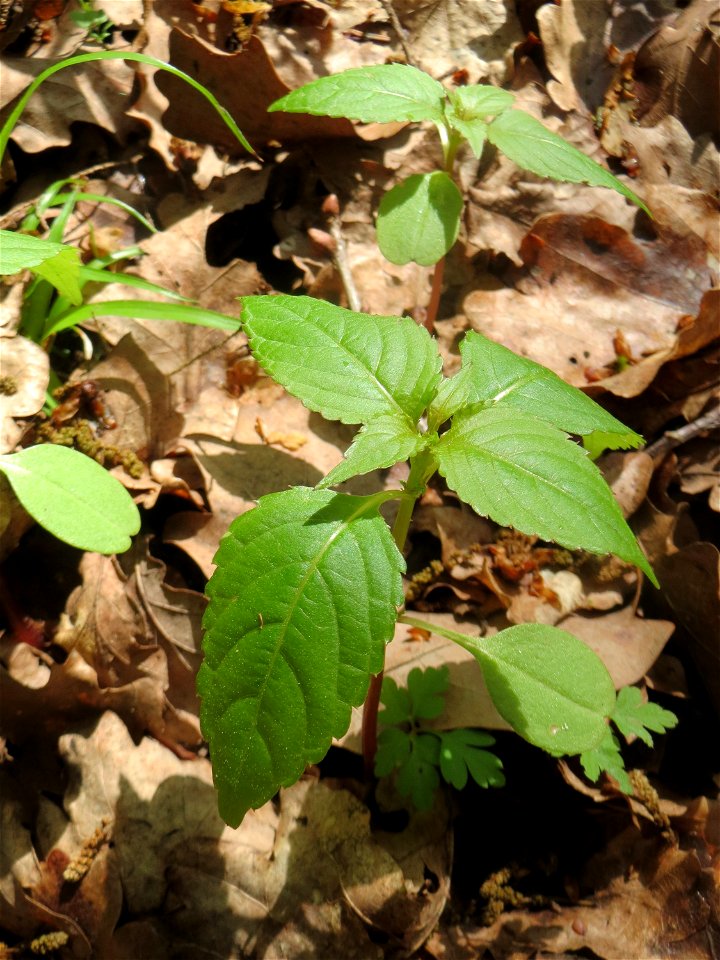 Kleines Springkraut (Impatiens parviflora) auf dem Hauptfriedhof Saarbrücken - noch vor der Blüte