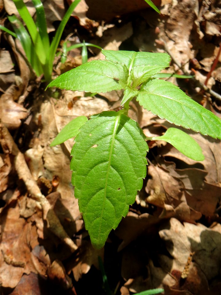 Kleines Springkraut (Impatiens parviflora) auf dem Hauptfriedhof Saarbrücken