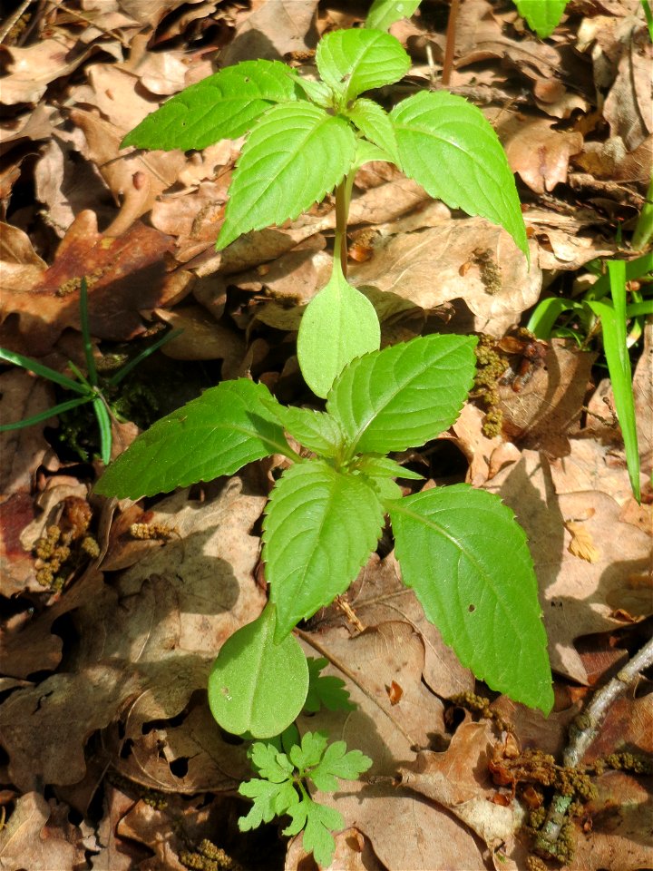 Kleines Springkraut (Impatiens parviflora) auf dem Hauptfriedhof Saarbrücken - noch vor der Blüte