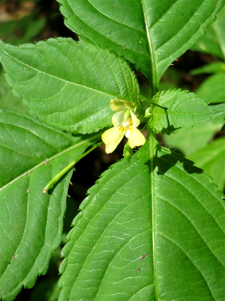 Kleines Springkraut (Impatiens parviflora) invasiv in der Schwetzinger Hardt