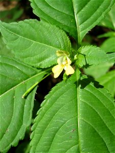 Kleines Springkraut (Impatiens parviflora) invasiv in der Schwetzinger Hardt