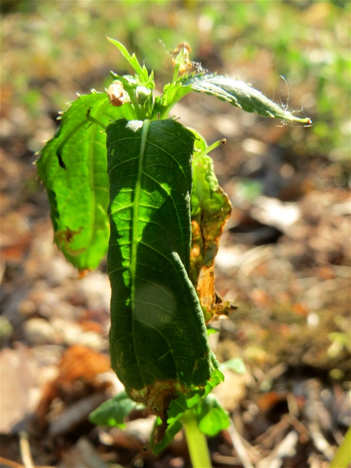Kleines Springkraut (Impatiens parviflora) am Hockenheimer Baggersee in der Schwetzinger Hardt