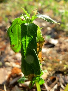 Kleines Springkraut (Impatiens parviflora) am Hockenheimer Baggersee in der Schwetzinger Hardt