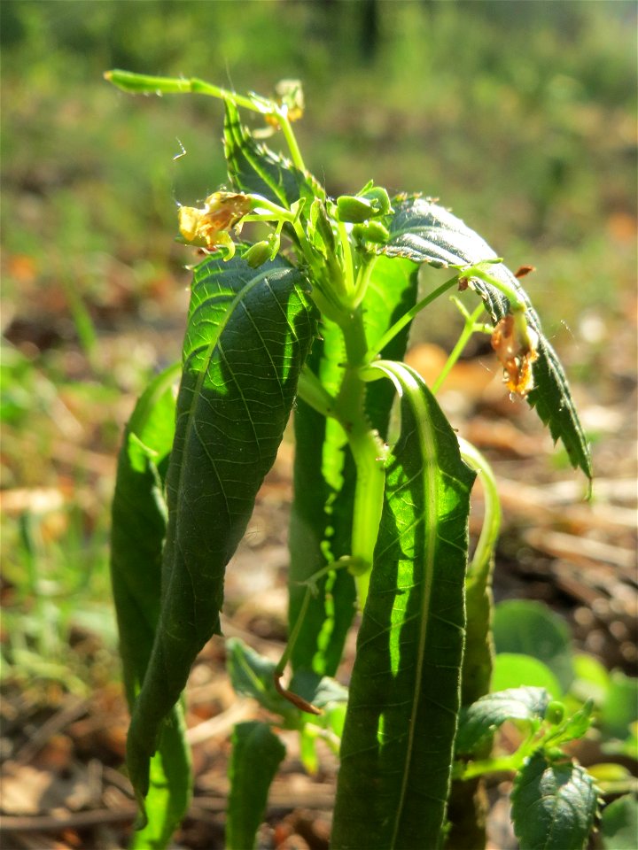 Kleines Springkraut (Impatiens parviflora) am Hockenheimer Baggersee in der Schwetzinger Hardt