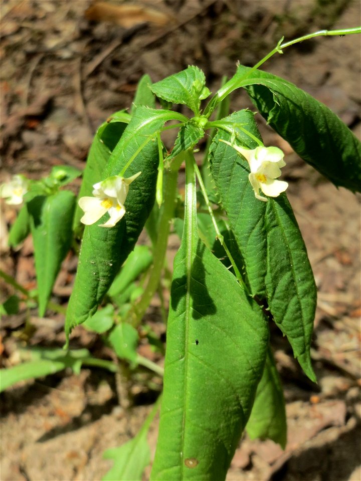 Kleines Springkraut (Impatiens parviflora) am Hockenheimer Baggersee in der Schwetzinger Hardt